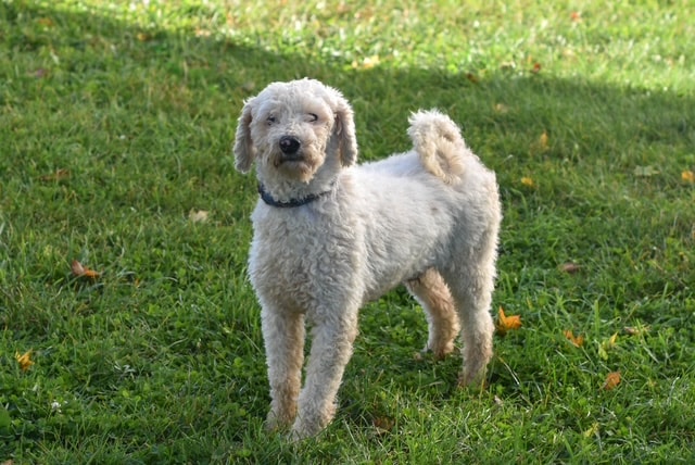 Miniature Poodle dad