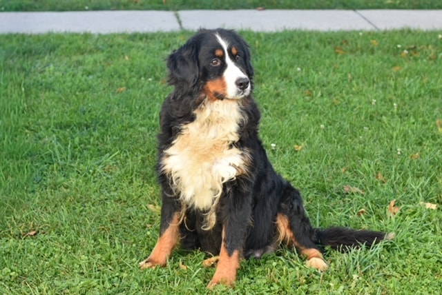 Bernese Mountain Dog mom