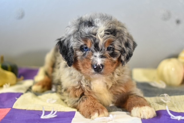 Miniature Bernedoodle puppy