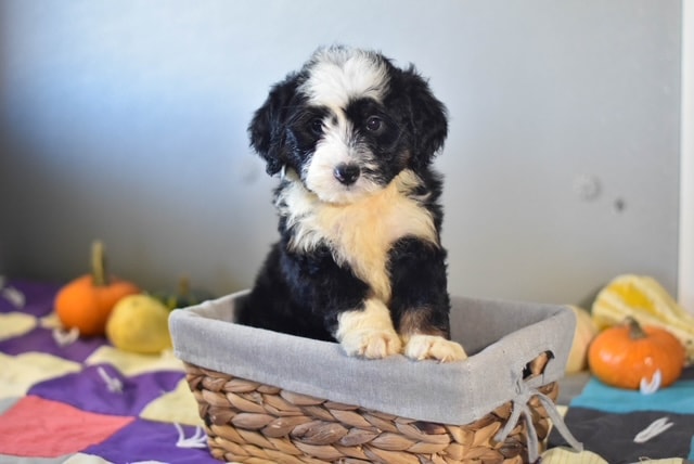Miniature Bernedoodle puppy