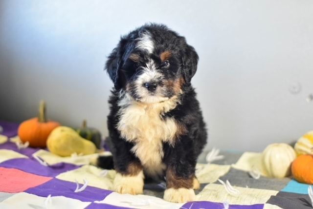 Miniature Bernedoodle puppy