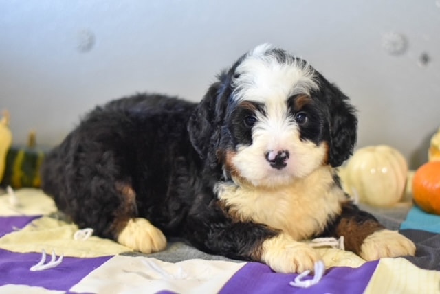 Miniature Bernedoodle puppy
