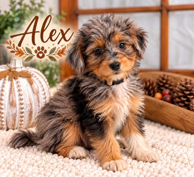 Alex - Mini Aussiedoodle puppy