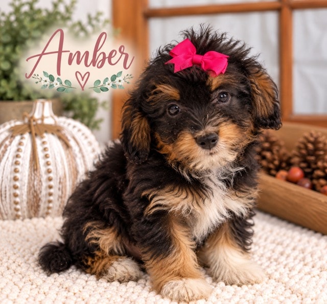 Amber - Mini Aussiedoodle puppy