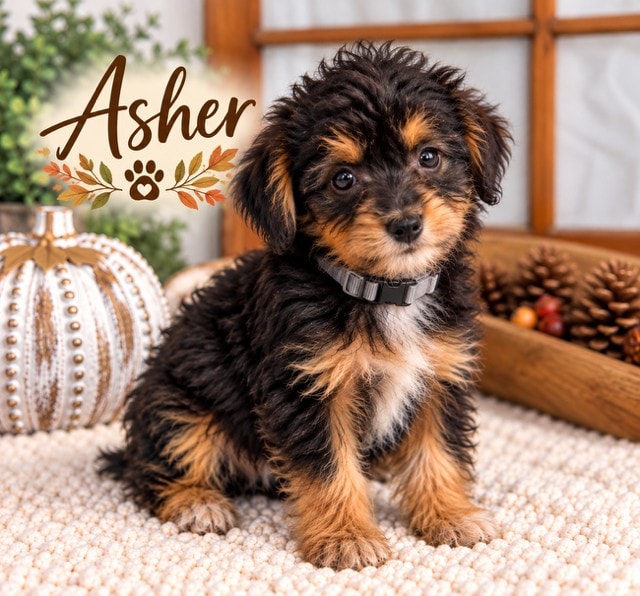 Asher - Mini Aussiedoodle puppy