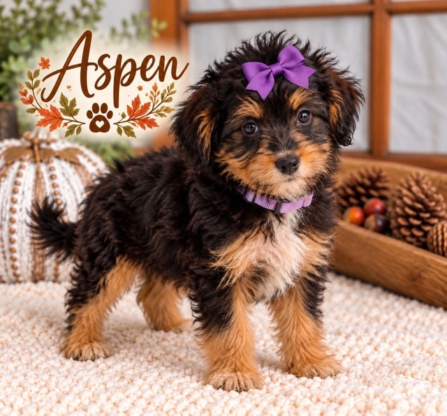 Aspen - Mini Aussiedoodle puppy