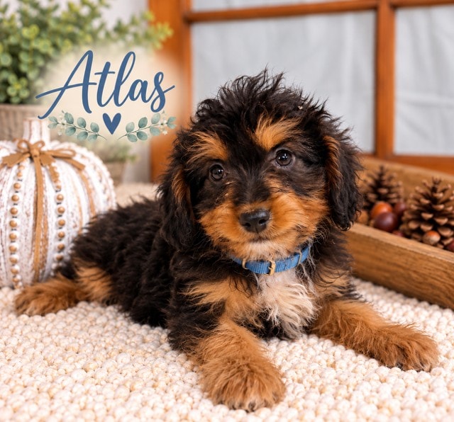 Atlas - Mini Aussiedoodle puppy