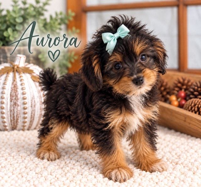 Aurora - Mini Aussiedoodle puppy