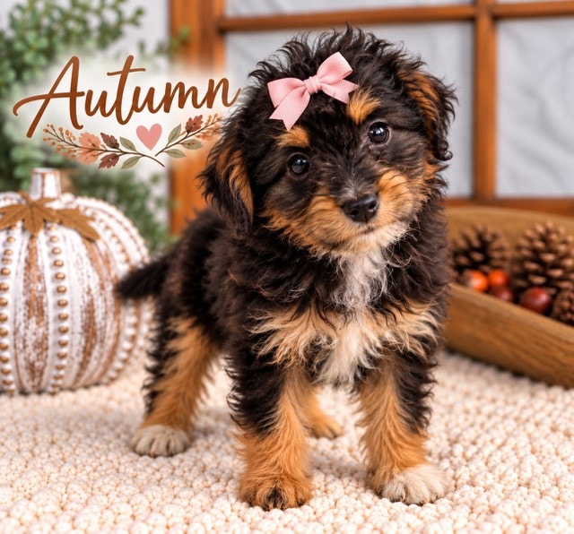 Autumn - Mini Aussiedoodle puppy
