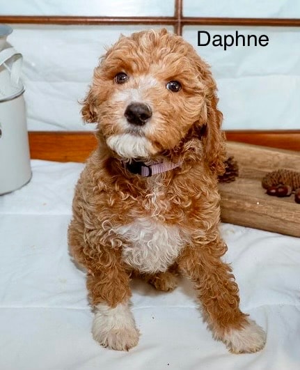 Daphne - Mini Goldendoodle puppy