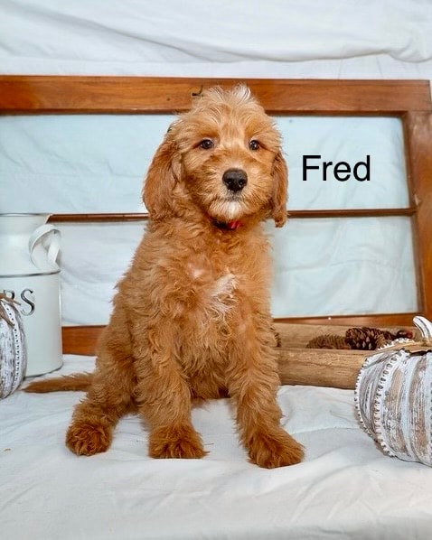 Fred - Mini Goldendoodle puppy