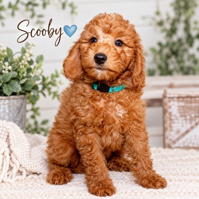 Scooby - Mini Goldendoodle puppy