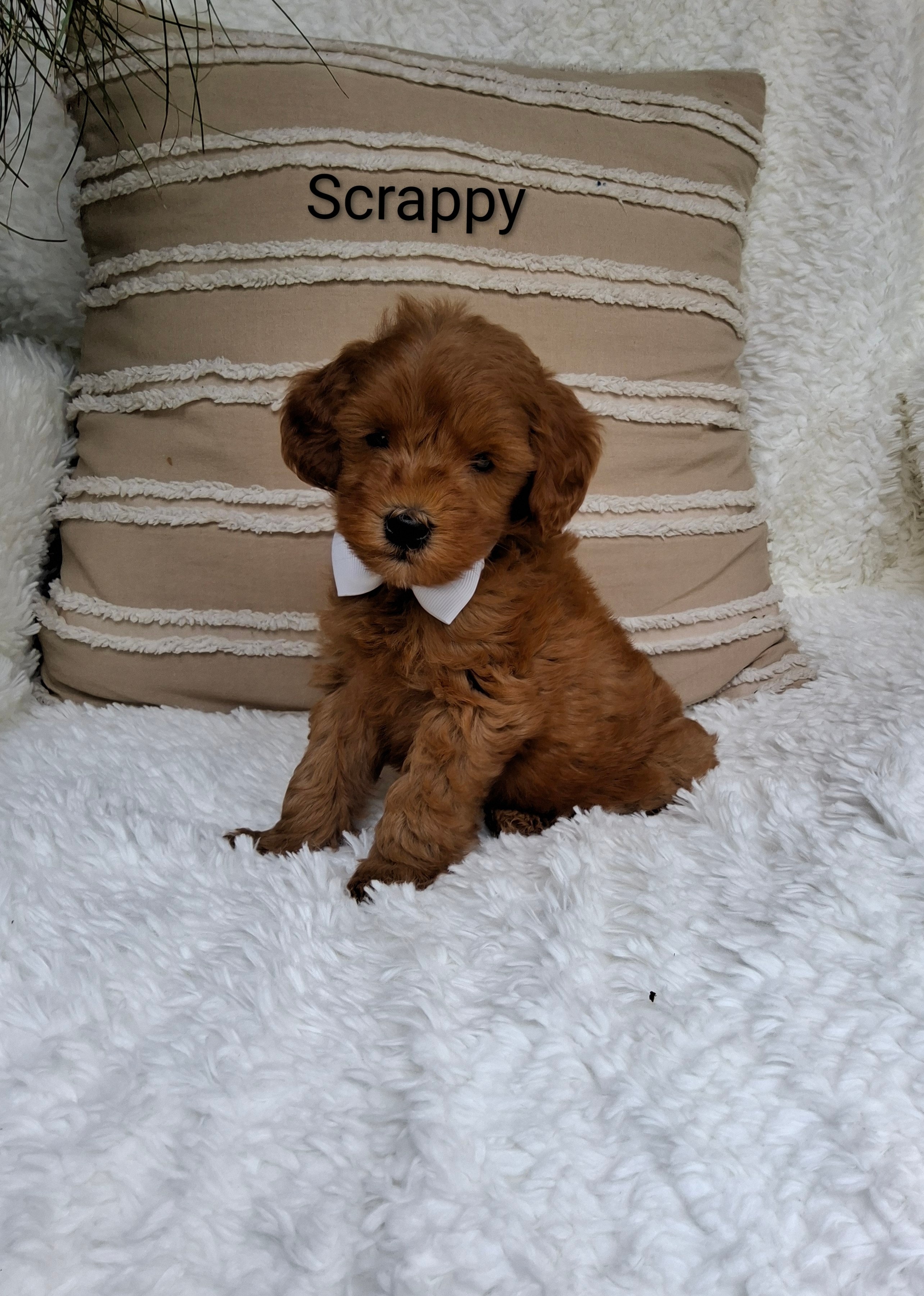 Scrappy - Mini Goldendoodle puppy