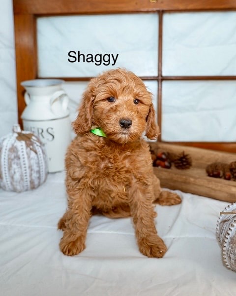 Shaggy - Mini Goldendoodle puppy
