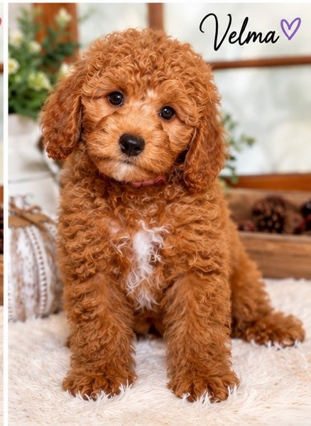 Velma - Mini Goldendoodle puppy