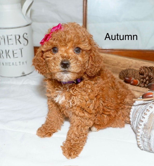 Autumn - Micro Mini Goldendoodle puppy