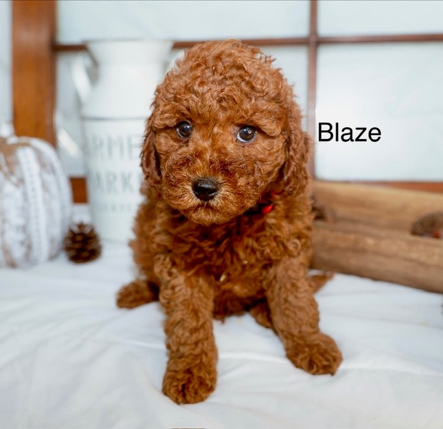 Blaze - Micro Mini Goldendoodle puppy