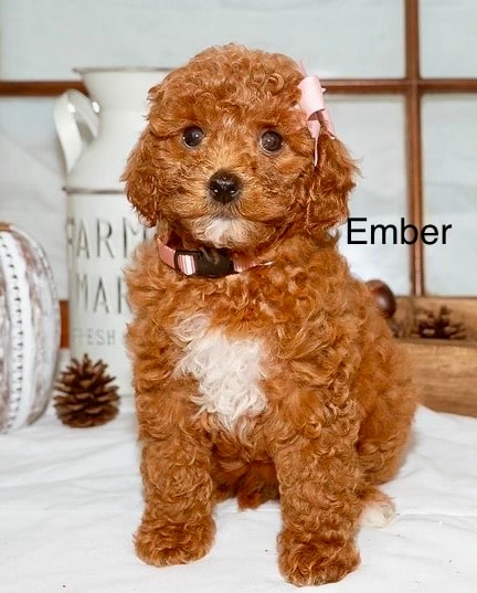 Ember - Micro Mini Goldendoodle puppy