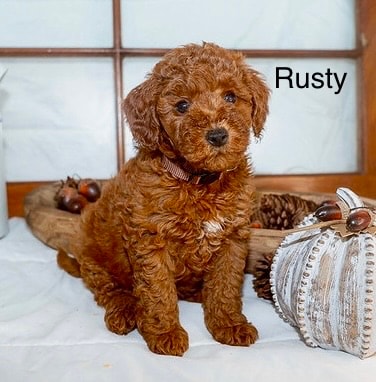 Rusty - Micro Mini Goldendoodle puppy