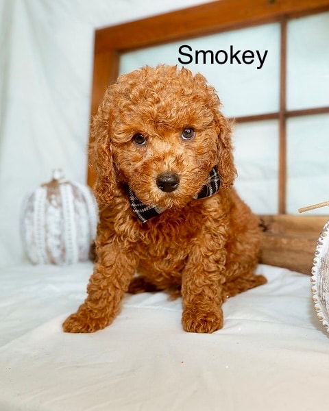Smokey - Micro Mini Goldendoodle puppy