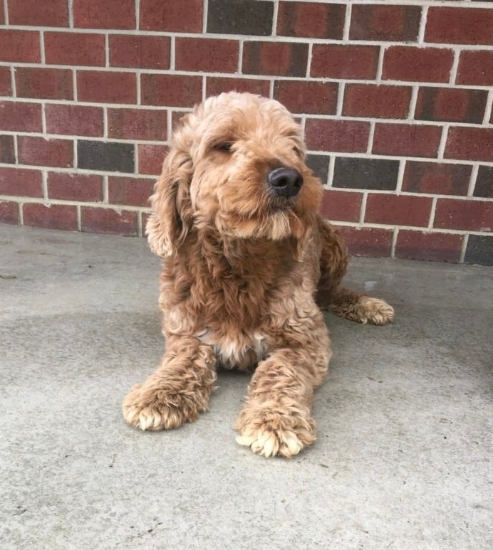 Vivi (Mom)