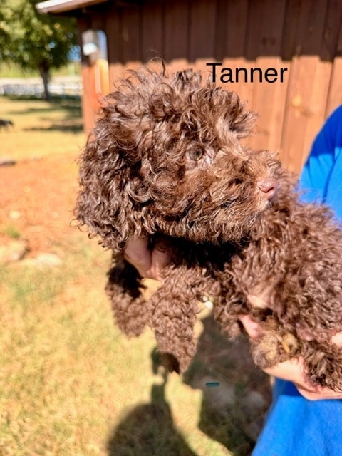 Tanner - Chocolate Toy Poodle puppy