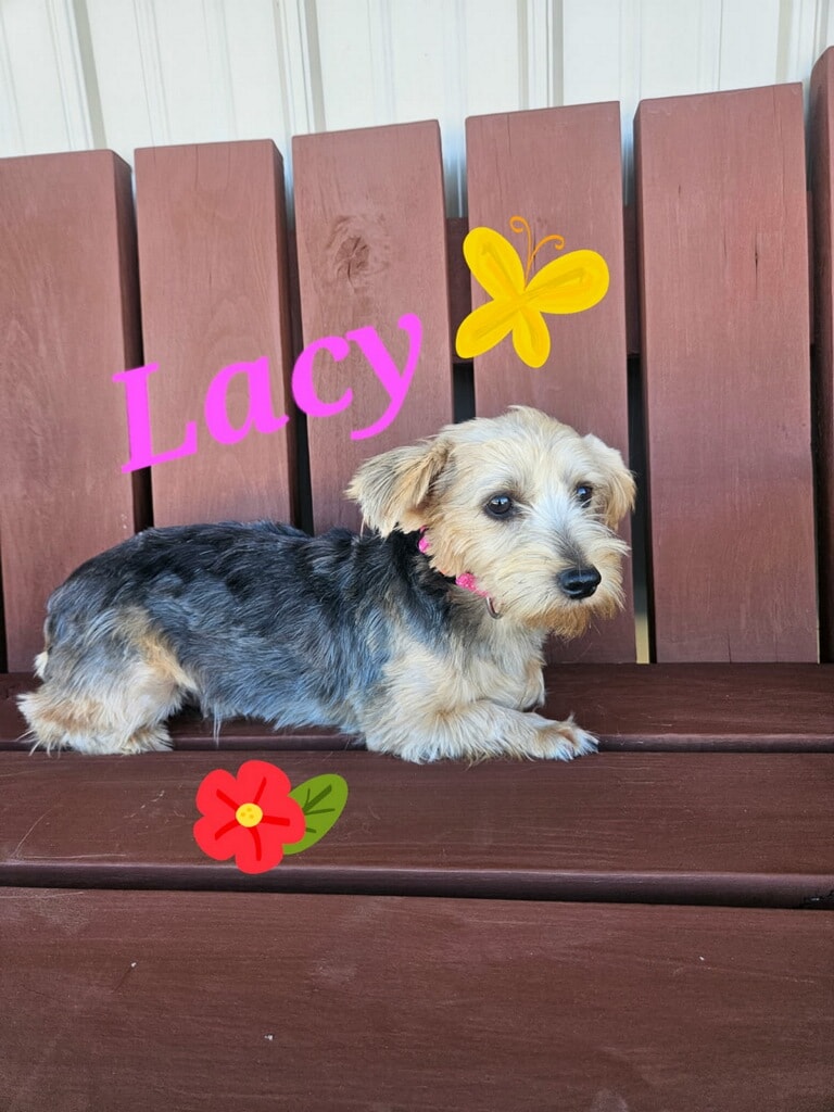 Lacy (Mom)