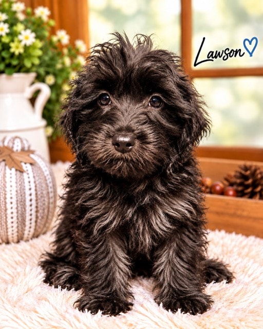 Lawson - Yorkipoo puppy