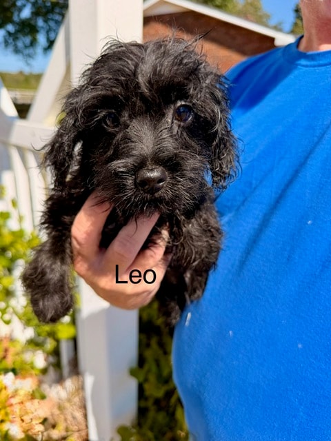 Leo - Yorkipoo puppy