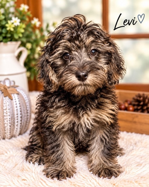 Levi - Yorkipoo puppy