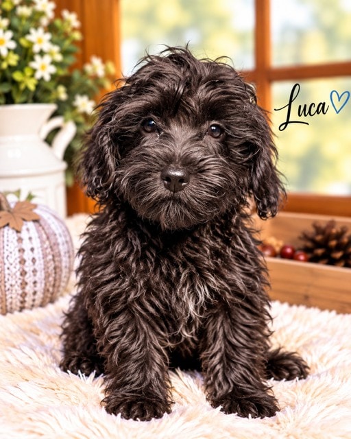 Luca - Yorkipoo puppy