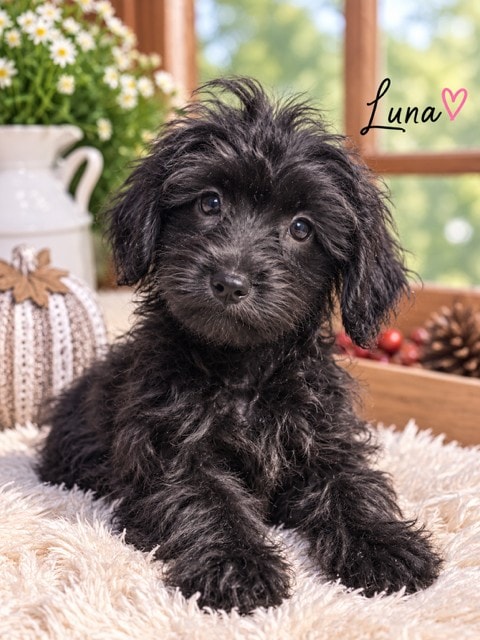 Luna - Yorkipoo puppy