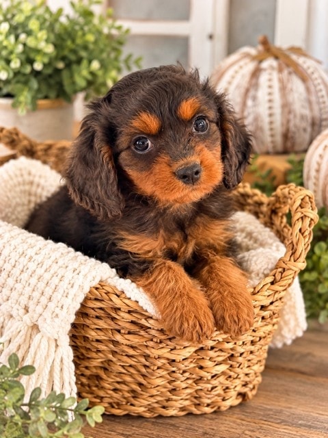 Major - Miniature Cavapoo puppy
