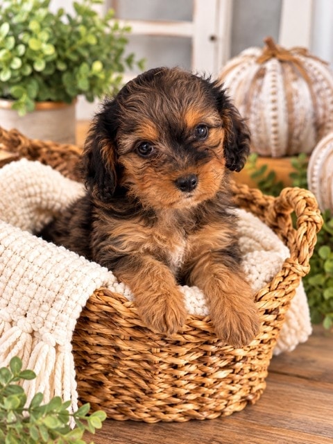 Marley - Miniature Cavapoo puppy