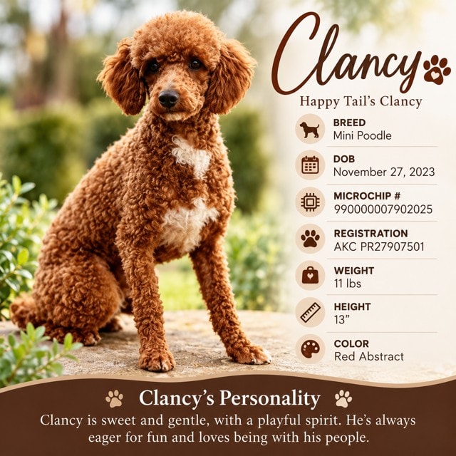 Clancy - Mini Aussiedoodle dad