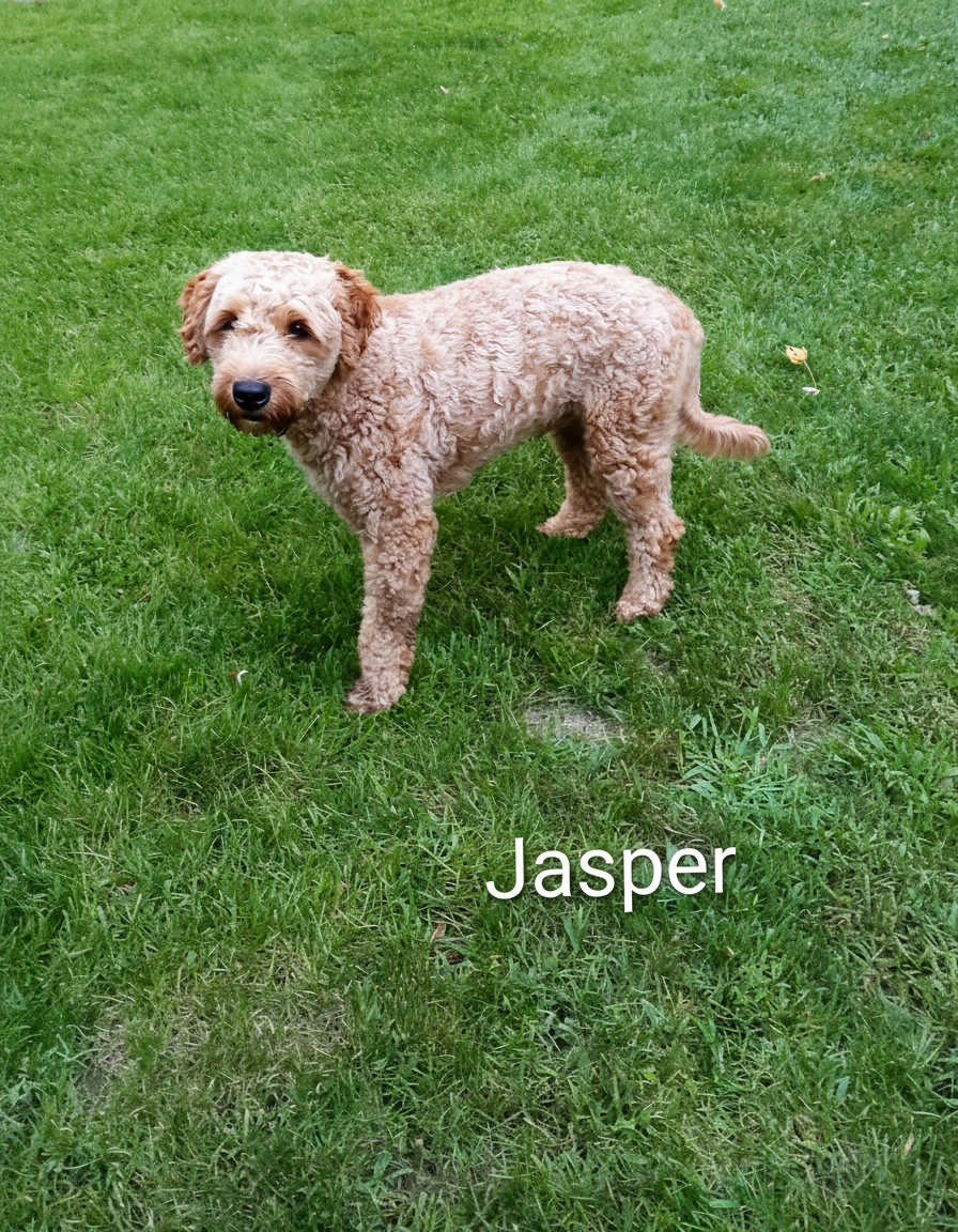 Jasper (Dad)